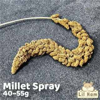 Millet Spray Hamster Treats 1 Stem