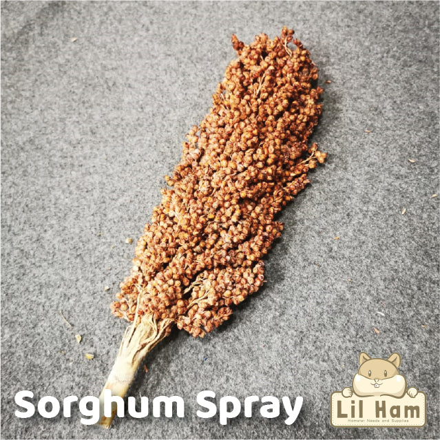 Sorghum Spray Hamster Treats 1 Stick Small / Large