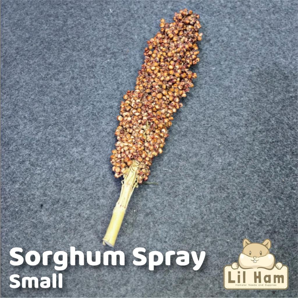 Sorghum Spray Hamster Treats 1 Stick Small / Large