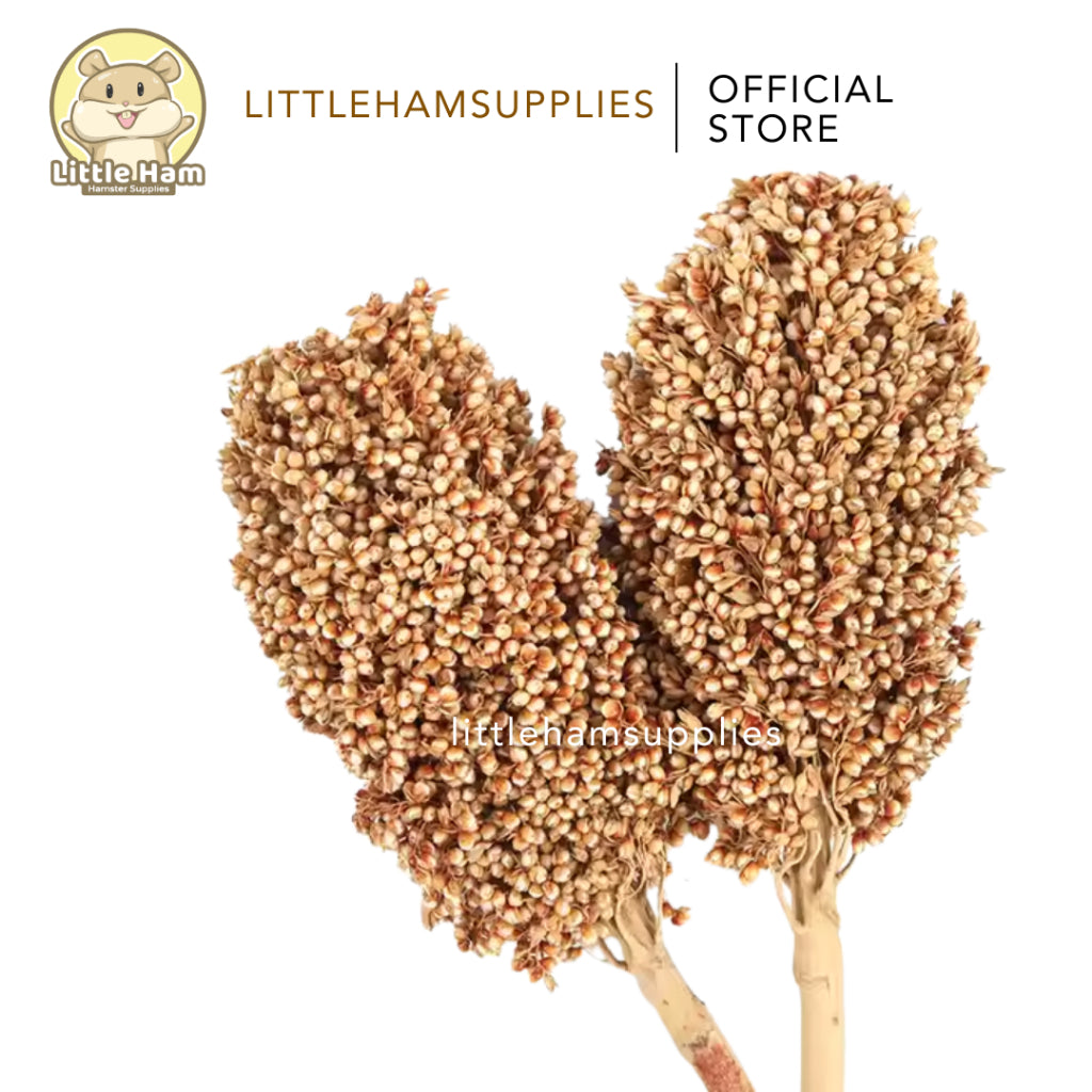 Silver Sorghum Spray
