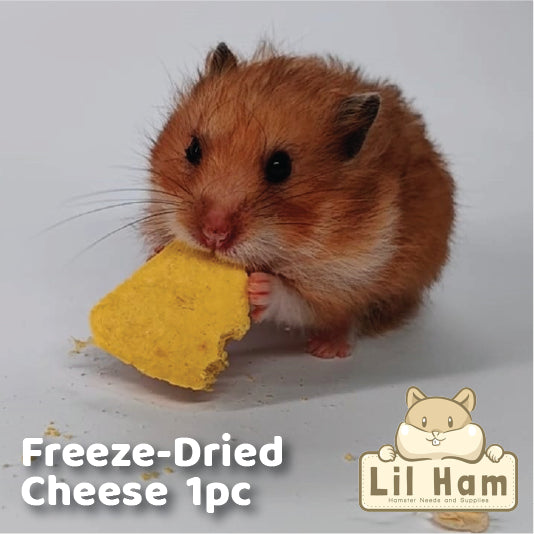 Bucatstate Freeze Dried Cheese Small Hamster Treats 1pc