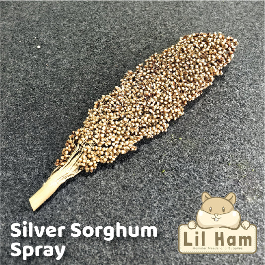 Silver Sorghum Spray