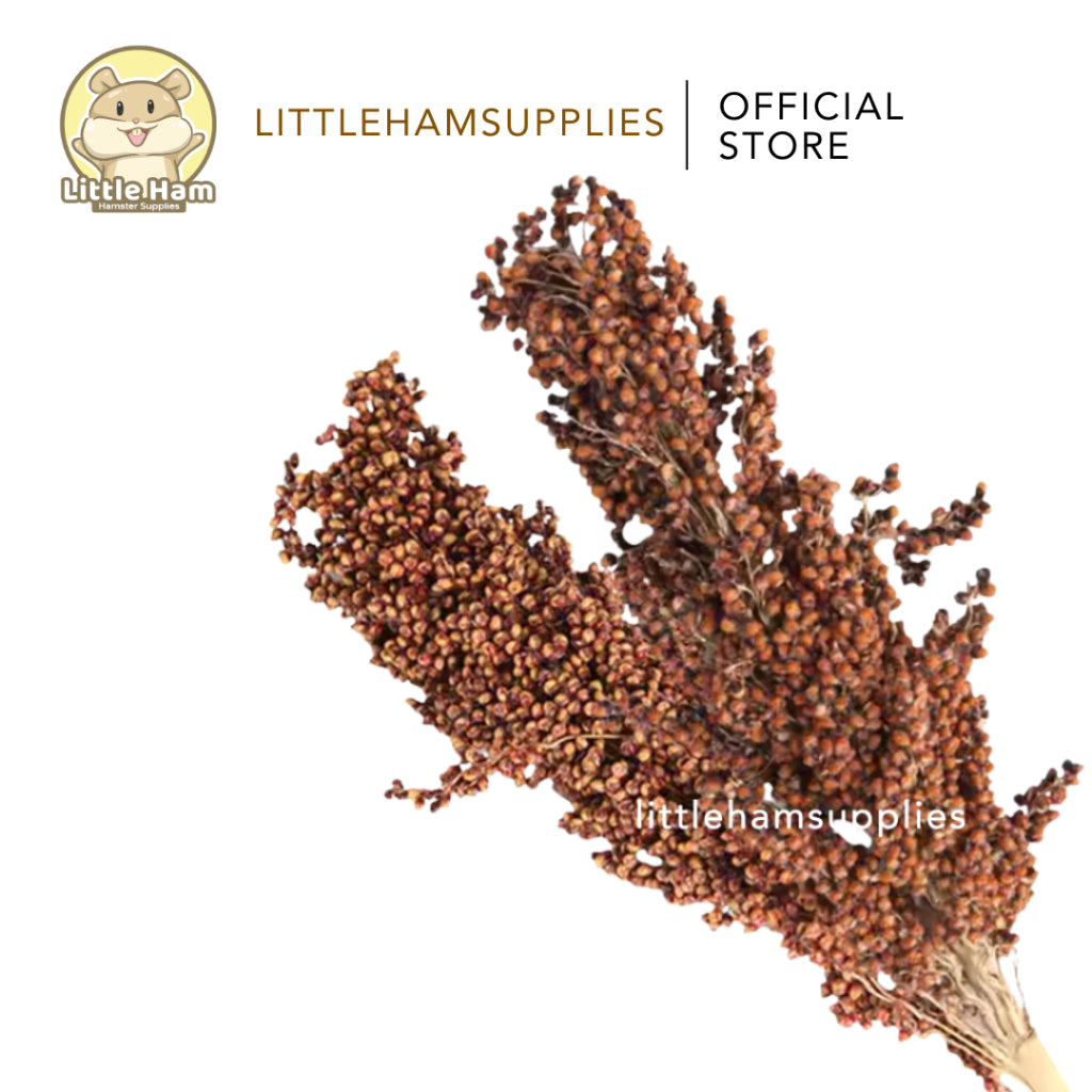 Sorghum Spray Decoration Small and Big Size Display