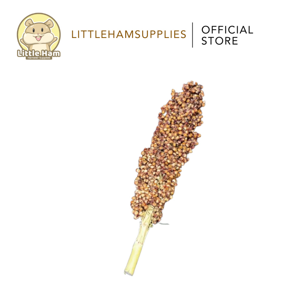 Sorghum Spray Decoration Small and Big Size Display