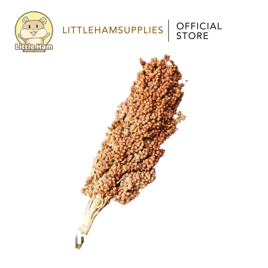 Sorghum Spray Decoration Small and Big Size Display