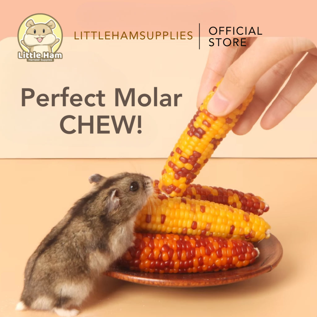 BUCATSTATE Natural Chewing Corn for Molar 1pc