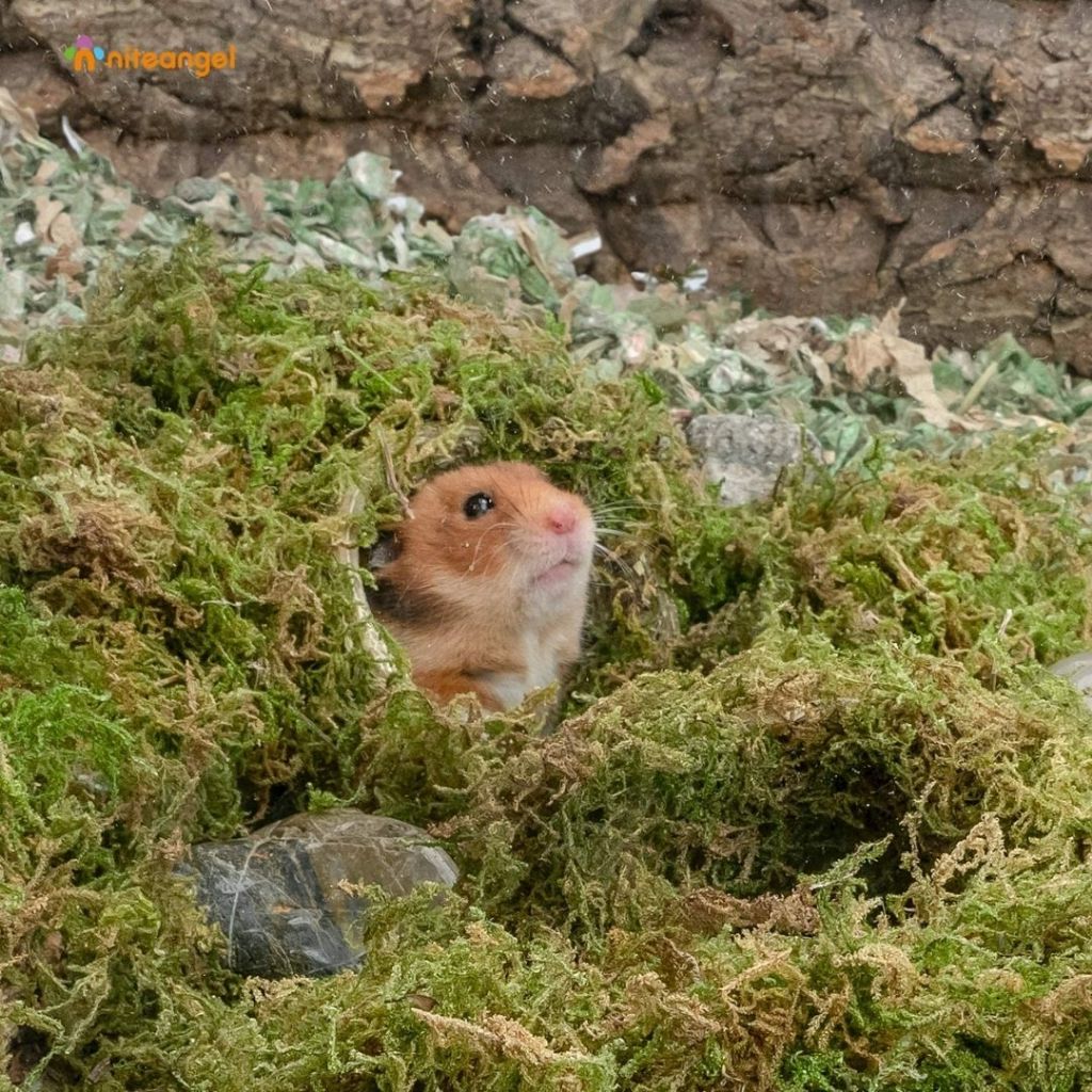 Niteangel 5L Forest Moss Soft Natural Moss Decoration Texture Substrate Bedding Hamster & Small Pets