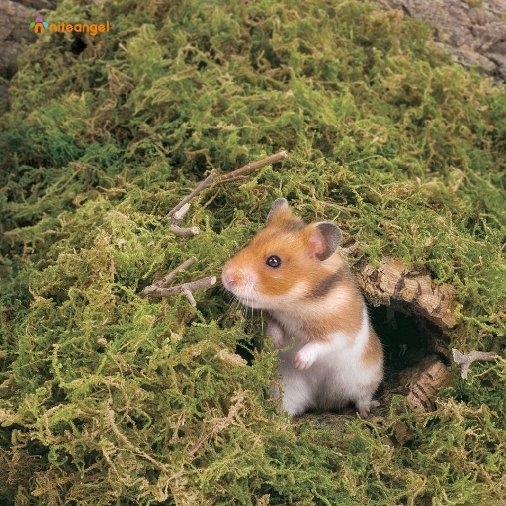 Niteangel 5L Forest Moss Soft Natural Moss Decoration Texture Substrate Bedding Hamster & Small Pets
