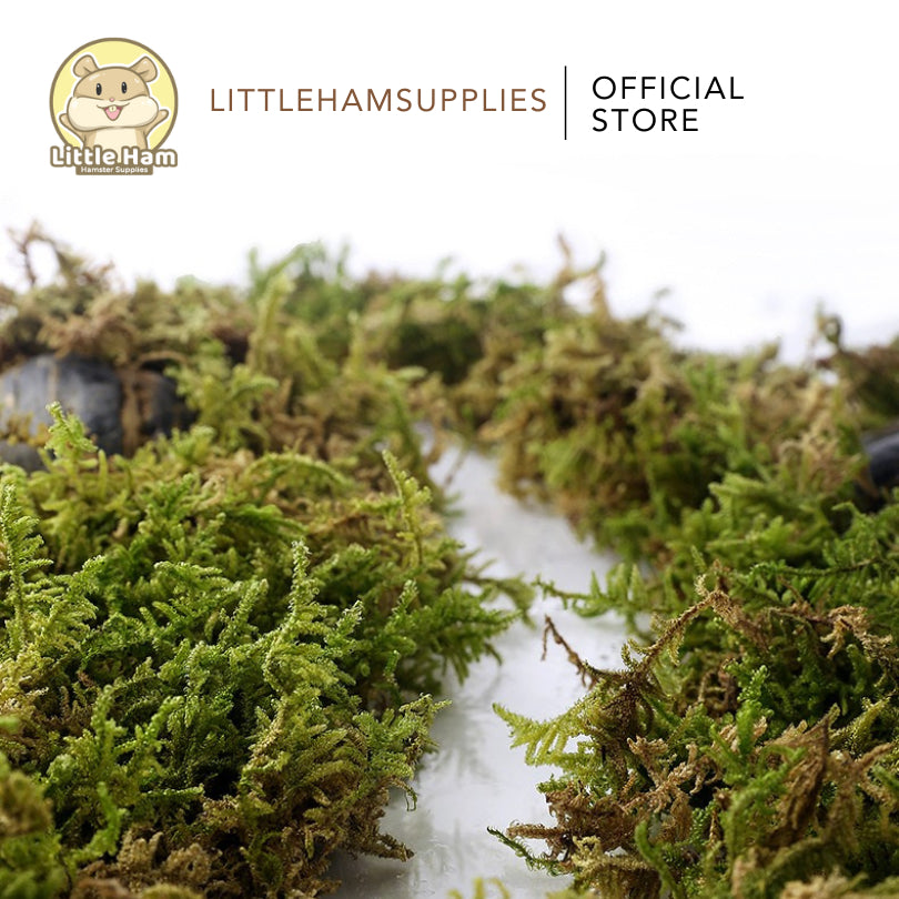 Tafit 5L Forest Moss Soft Natural Moss Decoration Texture Substrate Bedding Hamster & Small Pets